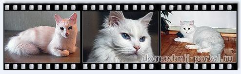 Ангорская кошка