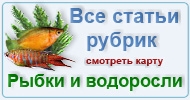 Карта  разделов: Рыбки аквариумные и водоросли