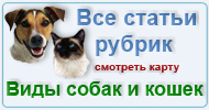 Карта  разделов: Породы собак и семейства кошек