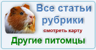 Карта  рубрики: Другие питомцы
