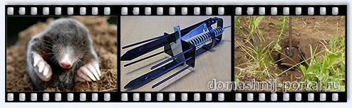 Эффективные методы борьбы с кротами