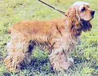 amerikanskij-koker-spaniel1.jpg