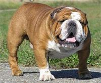 anglijskij-buldog1.jpg