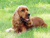 anglijskij-koker-spaniel1.jpg