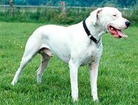 argentinskij-dog1.jpg