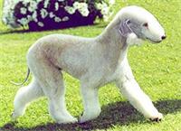 bedlington-terer1.jpg