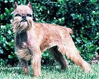 brjusselskij-griffon1.jpg