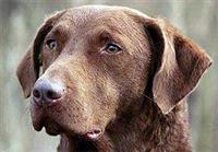 chesapik-bej-retriver1.jpg