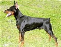 doberman-pincher1.jpg