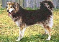 grenlandshund1.jpg