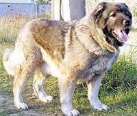 kavkazskaja-ovcharka1.jpg