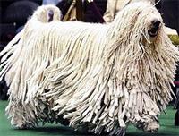 komondor1.jpg