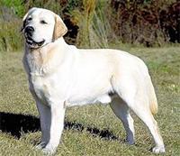 labrador-retriver1.jpg
