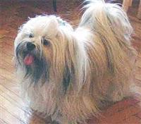 lhaso-apso1.jpg
