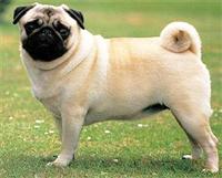 mops1.jpg