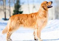zolotistyj-retriver1.jpg